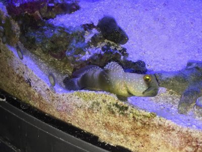 goby.jpg