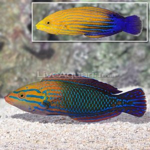 Blue-Stripe-Tamarin-Wrasse-Bonded-Pair.jpg