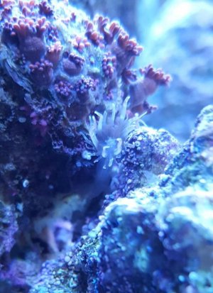 Gonipora with Aptasia.jpg