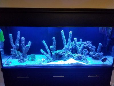 General pic of Display Tank.jpg