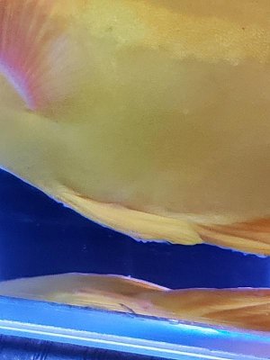 20180512_190325A.jpg