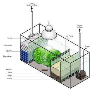 Micro pods and refugium set up help | Reef Central Online Community
