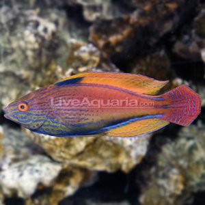 lineatus.jpg