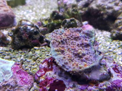 Resized_20180324_171326_8679.jpg