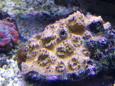 Resized_20180324_171355_7668.jpg