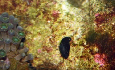 5-16-18 black bug 002_edited-1.jpg
