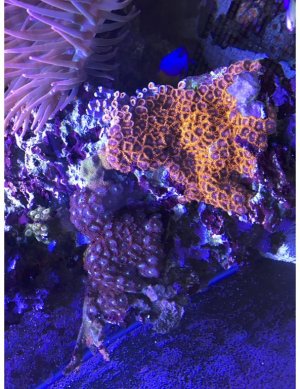 Zoas.jpg