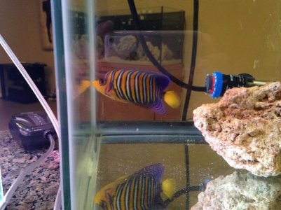 Regal_Angelfish2.jpg