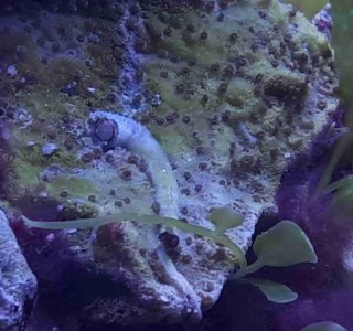 ID on Montipora .jpg