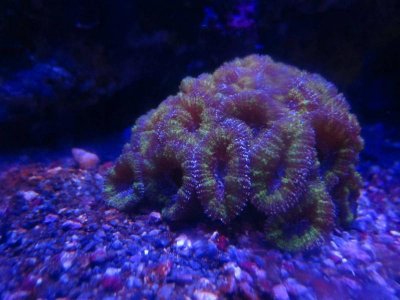 Acan Pic.jpg