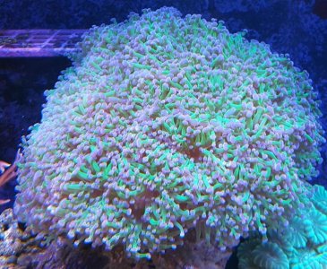 frogspawn.jpg