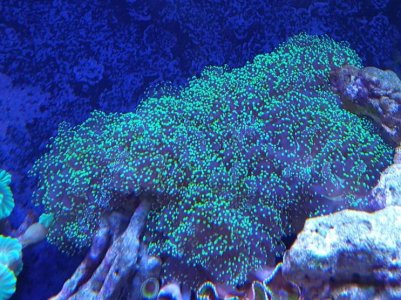 branching_frogspawn.jpg