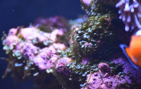 algae2.jpg