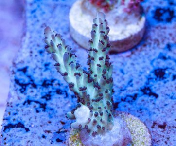 Reef ready for sale large.jpg