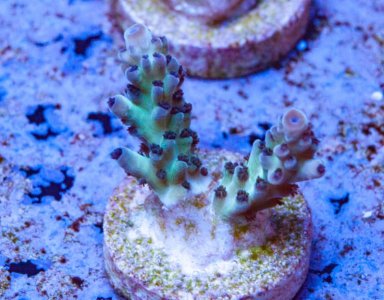 Reef ready for sale.jpg