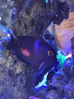 Fishpic.jpg