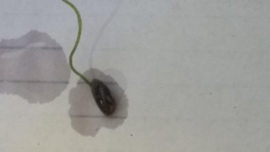 20180404_155331.jpg
