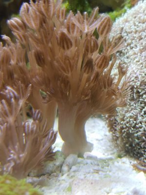 Heteroxenia 4.4.2018.jpg