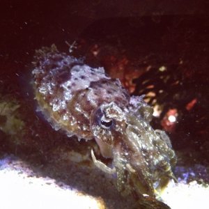 cuttle.jpg