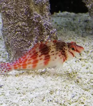 Spotted Hawk Fish.jpg