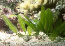 Caulerpa_taxifolia.jpg