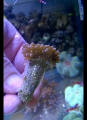 GOLD TORCH CORAL.jpg