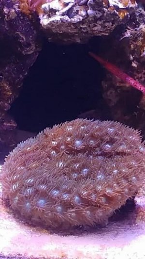 reef1.jpg reef1.jpg