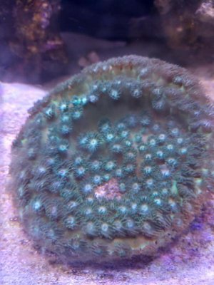 reef2.jpg