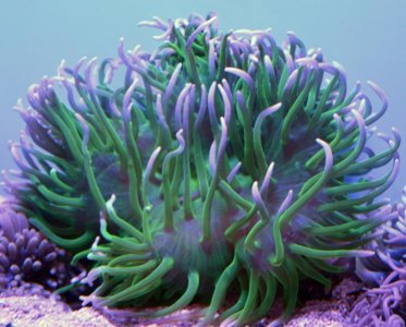 LTA green:purple.jpg