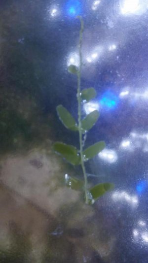 algaeD.jpg