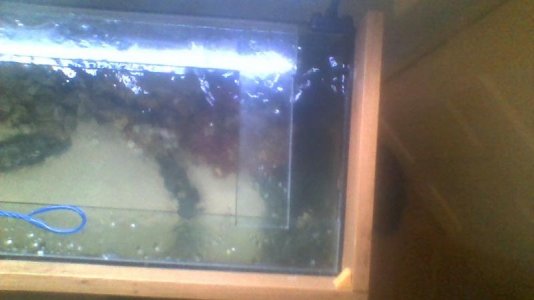 fishy tank 3.jpg