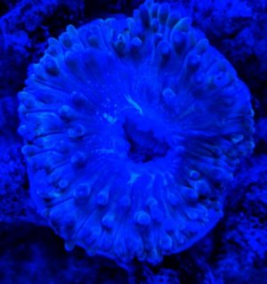 nem at night (2).jpg