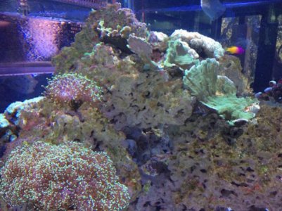 Green_corals-rc.jpg