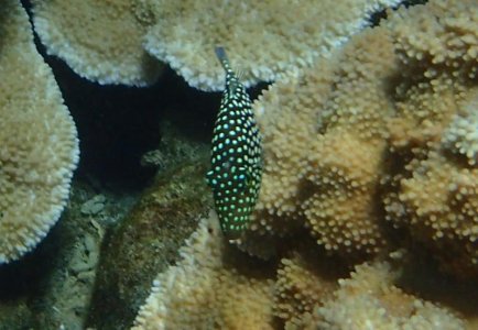 kapoho puffer.jpg