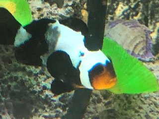 clown1.JPG
