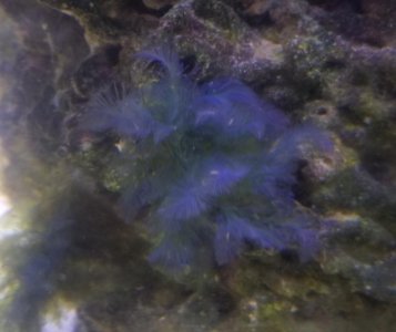 BlueMacro1.jpg