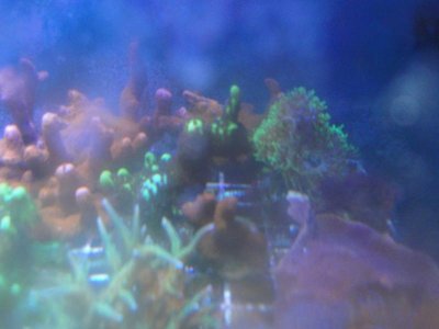 spongodes gsp and digi.jpg