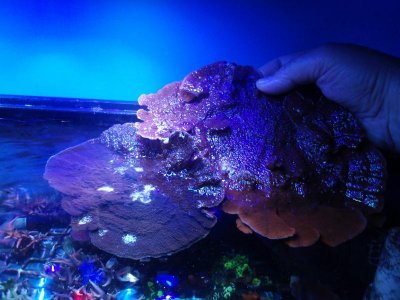 purple with orange monti cap.jpg