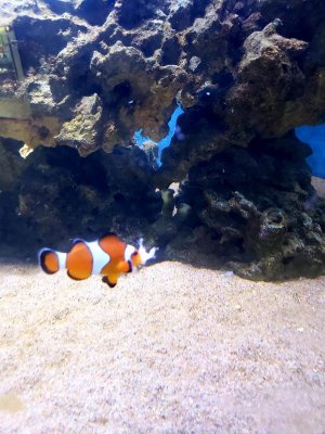 Nemo.jpg