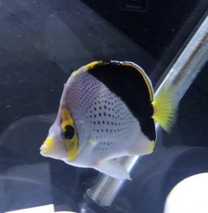 64A35CCF-1108-4406-8D24-333CA0C4987B.jpg 64A35CCF-1108-4406-8D24-333CA0C4987B.jpg