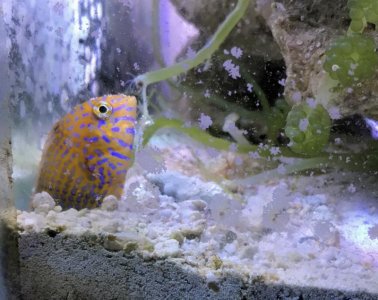 PotterWrasse2018062003resized.jpg