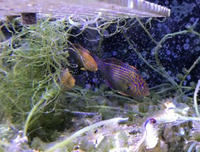 PotterWrasse2018062007resized.jpg