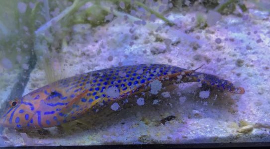 PotterWrasse2018061903resized.jpg