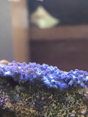 coral.jpg