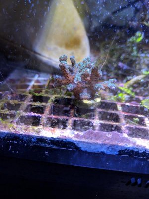 coral id 2.jpg
