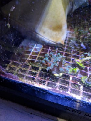 coral id 1.jpg