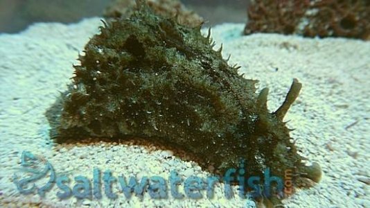 marine-life-611.jpg