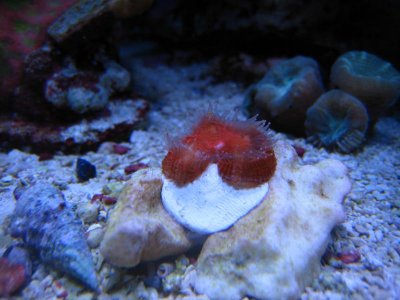 acan frag.jpg