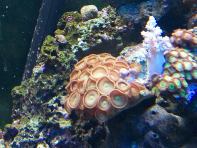 button polyps.jpg