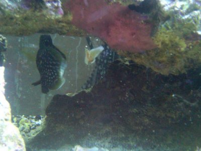 IMG00119-20100426-1945 (4).jpg